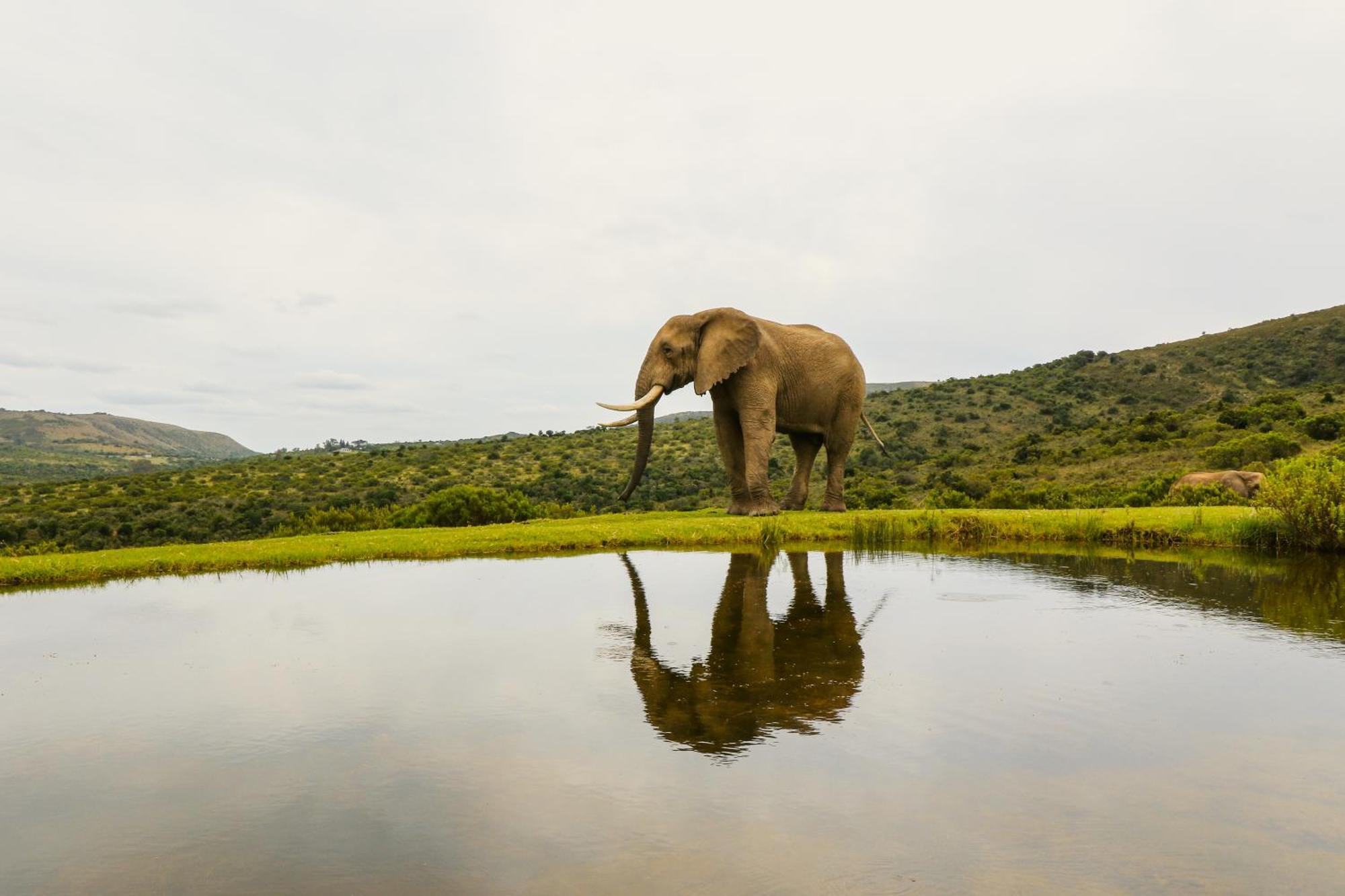 Barefoot Addo Elephant Lodge المظهر الخارجي الصورة